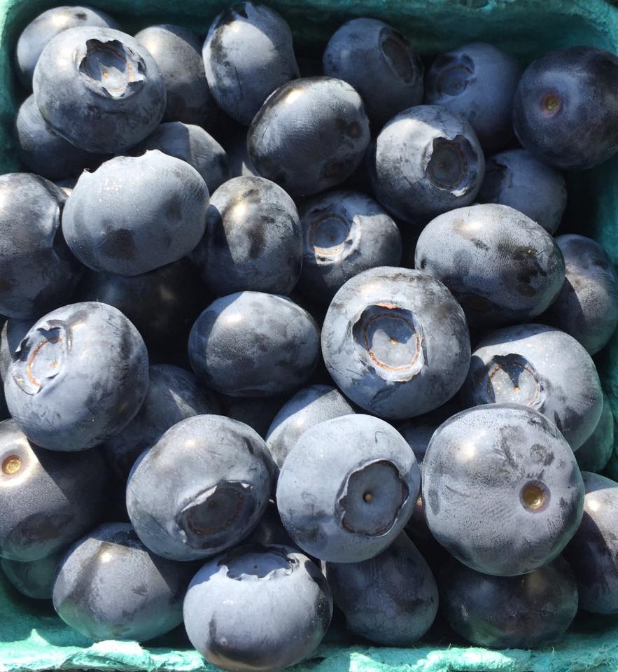 Large, succulent, sweet pint of Bennett Blueberries